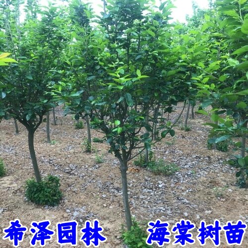 高杆海棠树苗西府海棠北美海棠垂丝海棠花苗庭院地栽绿化树苗 - 图3