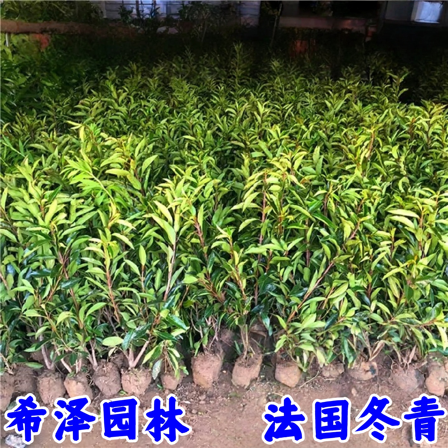 法国冬青树苗别墅庭院耐寒四季常青绿化篱笆墙风景植物北海道黄杨 - 图0