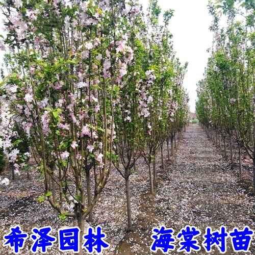高杆海棠树苗西府海棠北美海棠垂丝海棠花苗庭院地栽绿化树苗 - 图0