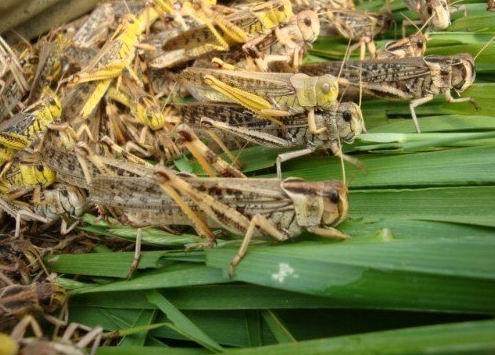 活体蚂蚱活虫蝗虫蚱蜢画眉鸟爬虫龟宠物蜂饲料鸟活食新鲜食物飞蝗,淘宝优惠券,粉丝福利购,淘宝优惠卷