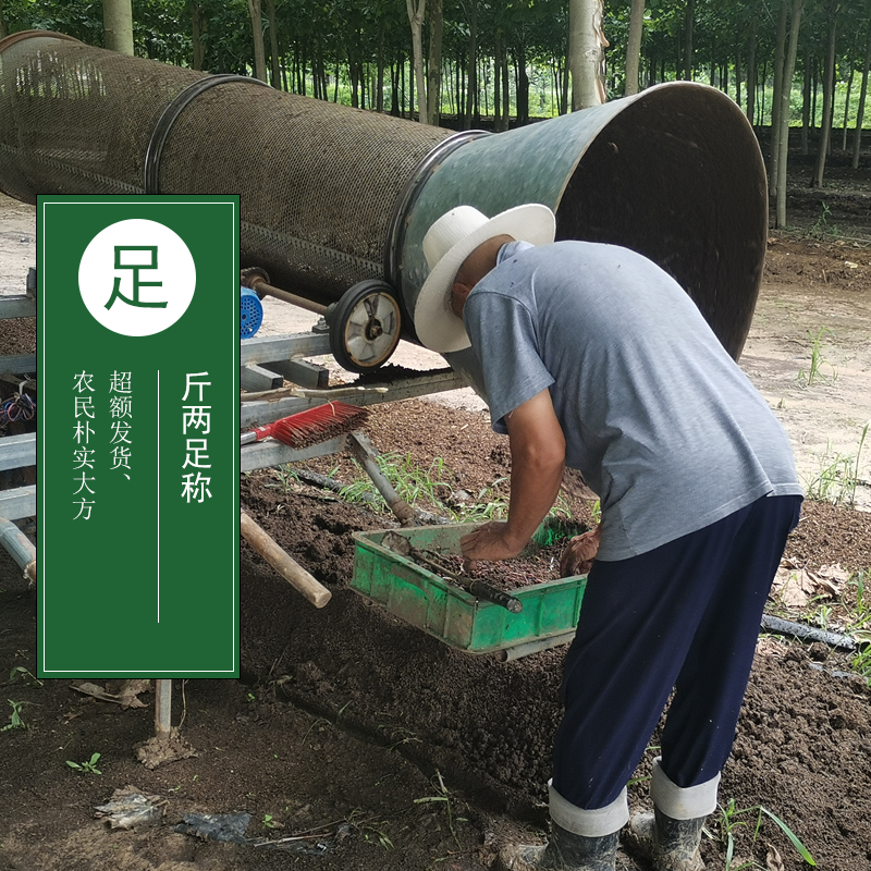 皇藏红蚯蚓太平二号盒装中大号渔具鲜活饵料鱼饵垂钓野钓鲤鱼活体,淘宝优惠券,粉丝福利购,淘宝优惠卷