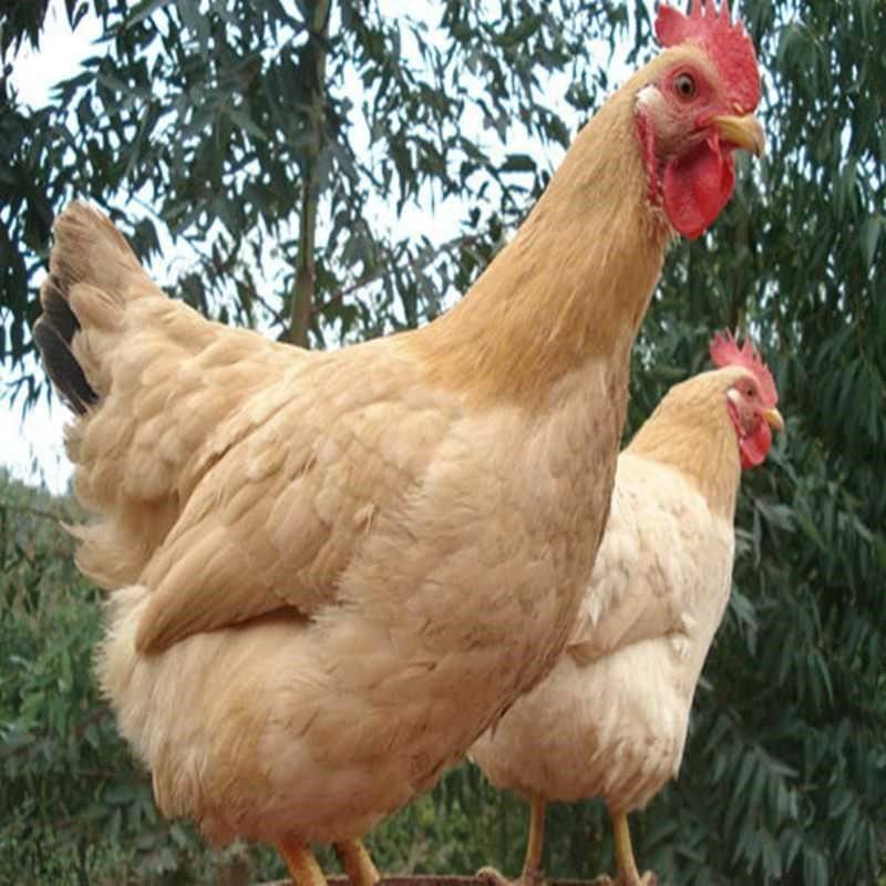 三黄鸡种蛋受精蛋可孵化小鸡种蛋受精蛋新鲜现捡量大优惠宠物鸡,淘宝优惠券,粉丝福利购,淘宝优惠卷