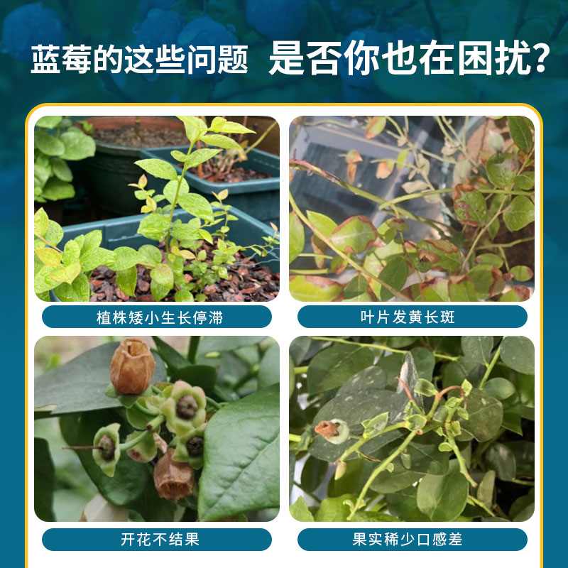 比利孚蓝莓专用AB肥果期苗期肥料改善黄叶掉叶促生长水溶肥