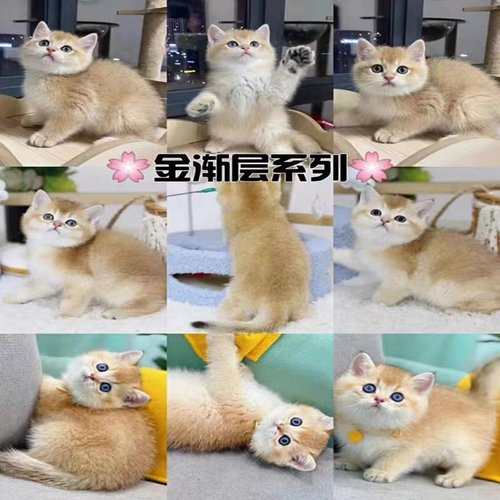 英短蓝猫幼猫活体纯种蓝白猫美短银渐层加菲猫金吉拉布偶活物 - 图2