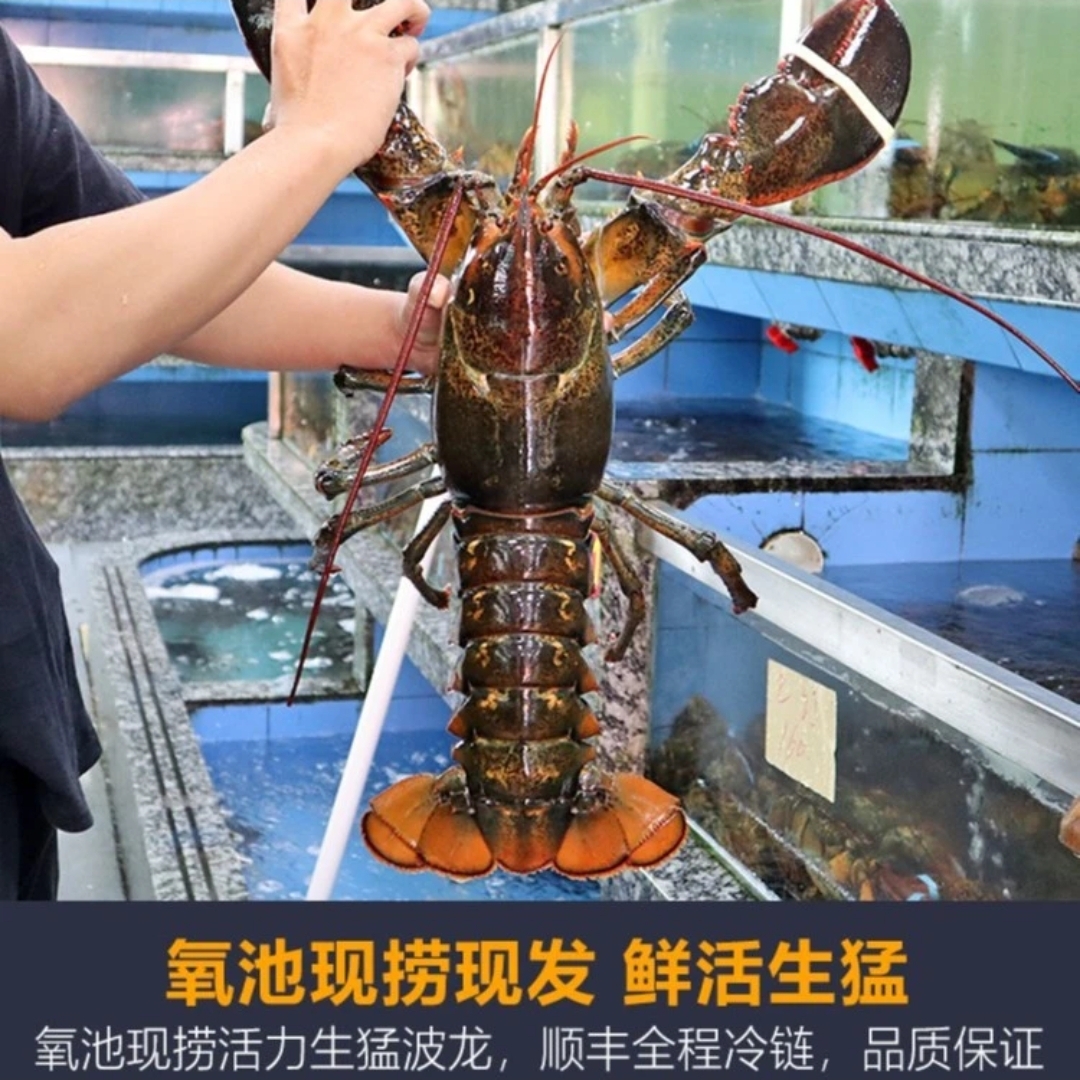 （活虾)鲜活波士顿龙虾特大澳洲澳龙波龙超大海鲜礼合包 - 图0