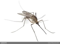 The mosquito is