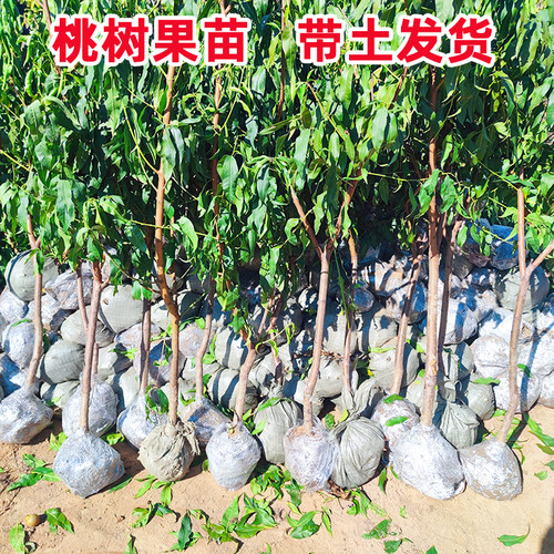 特大桃树果苗带土嫁接冬桃黄油桃水蜜桃子盆地栽南北方种耐寒果树 - 图0