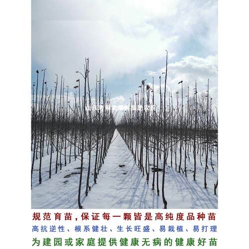 嫁接123小苹果树苗耐寒沙果鸡心果南北方种植当年结果海棠果树苗 - 图2