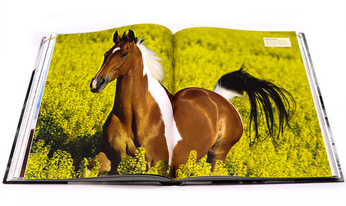 现货 DK 马类图解百科全书 The Horse Encyclopedia 英文原版马类品种 进化解剖起源知识 护理喂养修饰指南 骑马爱好者图书 精装 - 图1