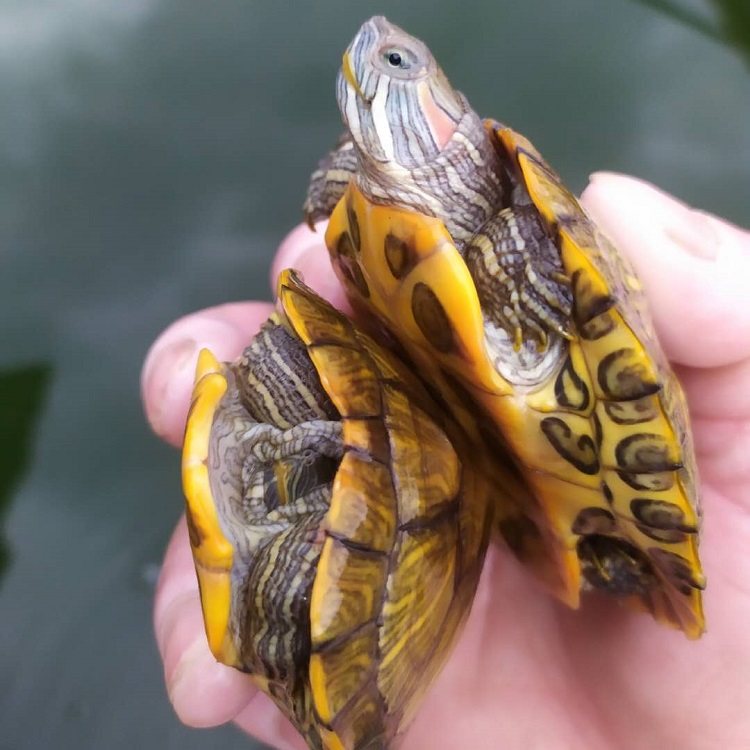 外塘大小巴西龟红耳龟宠物龟观赏龟小乌龟巴西龟活体批包活发,淘宝优惠券,粉丝福利购,淘宝优惠卷