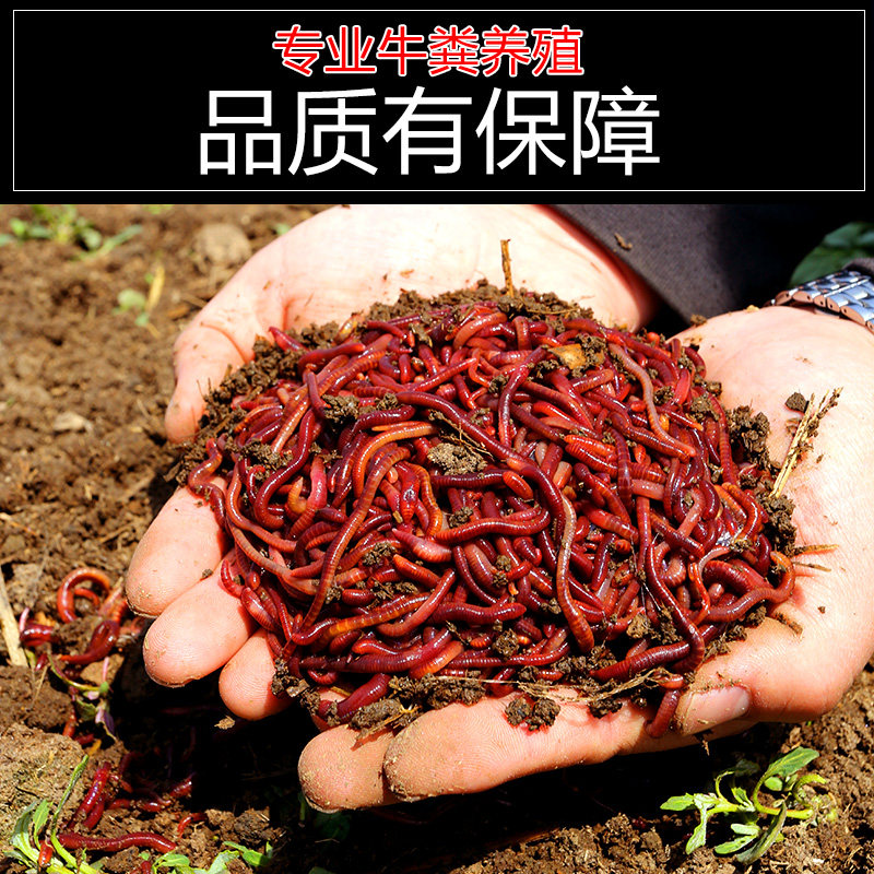 钓鱼蚯蚓活饵野钓大号红蚯蚓土活体盒装红虫鱼饵垂钓活饵料散装,淘宝优惠券,粉丝福利购,淘宝优惠卷