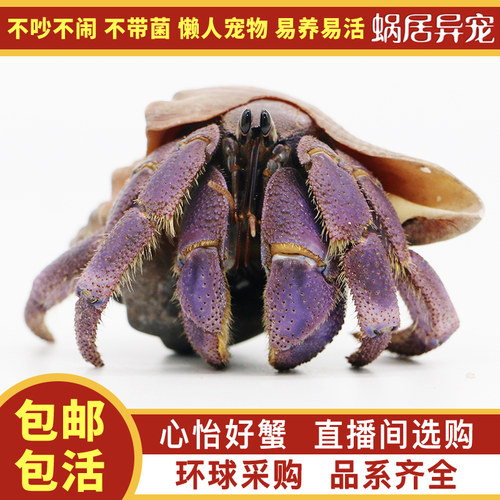 陆生易养草莓灰白寄居蟹淡水观赏蟹活体懒人宠物螃蟹顺丰包邮包活 - 图1