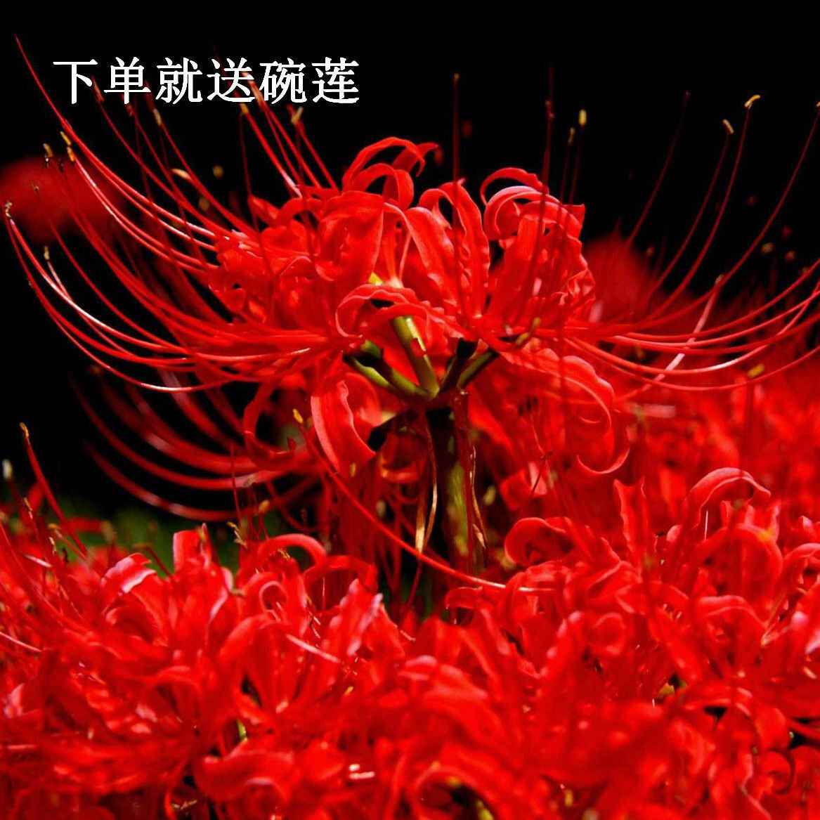 石蒜曼珠沙華 新人首單立減十元 22年2月 淘寶海外