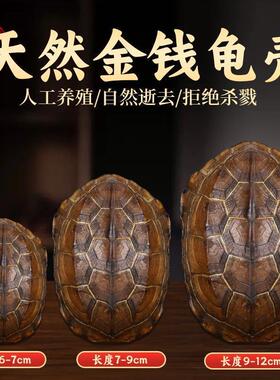 天然乌龟壳真龟甲文玩六爻摇卦乾隆铜钱算挂手把件摆件卜工具卦