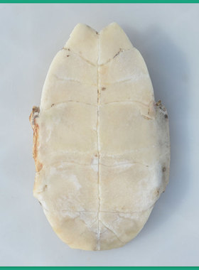 甲骨文龟壳去皮龟甲板乌龟腹甲雕刻手工刻字脱皮中华龟腹骨龟壳模