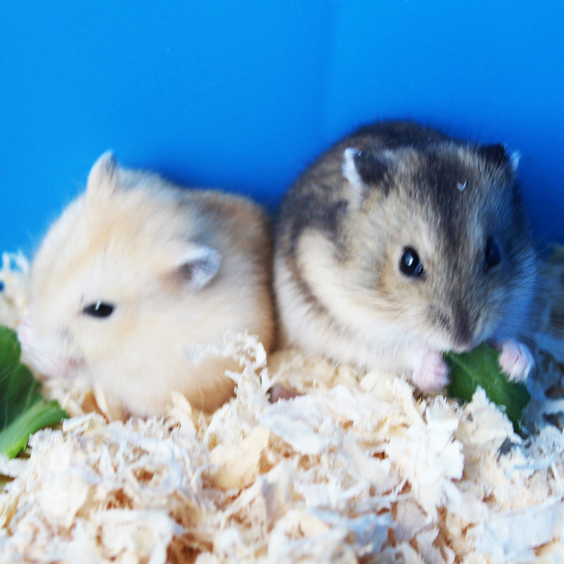 小宠物仓鼠活体布丁三线银狐紫仓宝宝一对老公公婆金丝熊奶茶送盒,淘宝优惠券,粉丝福利购,淘宝优惠卷