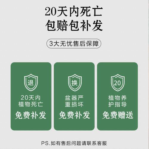 小叶赤楠老桩盆景苗植物花卉微景观水培办公室内好养四季常青盆栽 - 图1