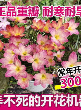 风雨兰种球清香型四季开花重瓣韭莲室内盆栽花卉植物好养易活韭兰