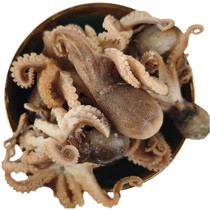 Octopus octopus octopus dried 500 gr 8 with fish stew cooking broth cooking seafood not part dry goods North Dai River specie