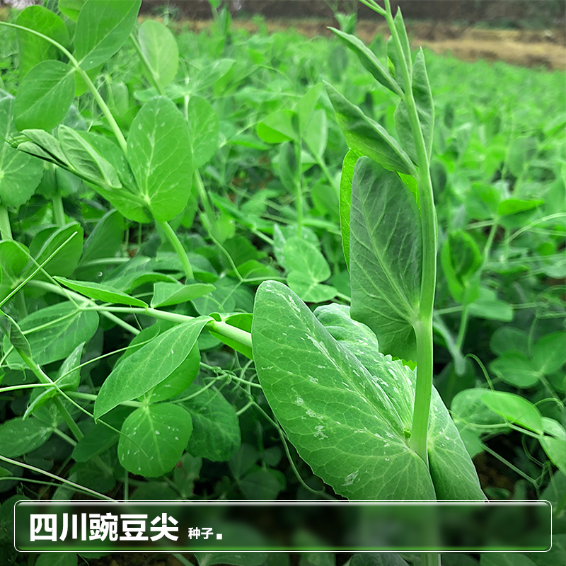 四川香豌豆尖苗麻豌豆颠种籽种子水培芽苗菜秋季种植蔬菜种孑大全-图1