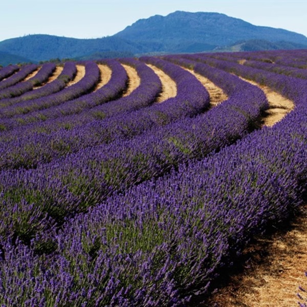 盆栽薰衣草花种子薰衣草种子花种子套餐种籽四季易种种子包邮