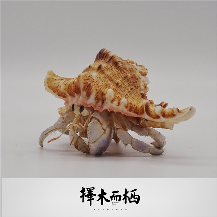 陆养灰白草莓寄居蟹西伯利斯深紫里拉lila短腕宠物活体螃蟹观赏蟹 - 图1