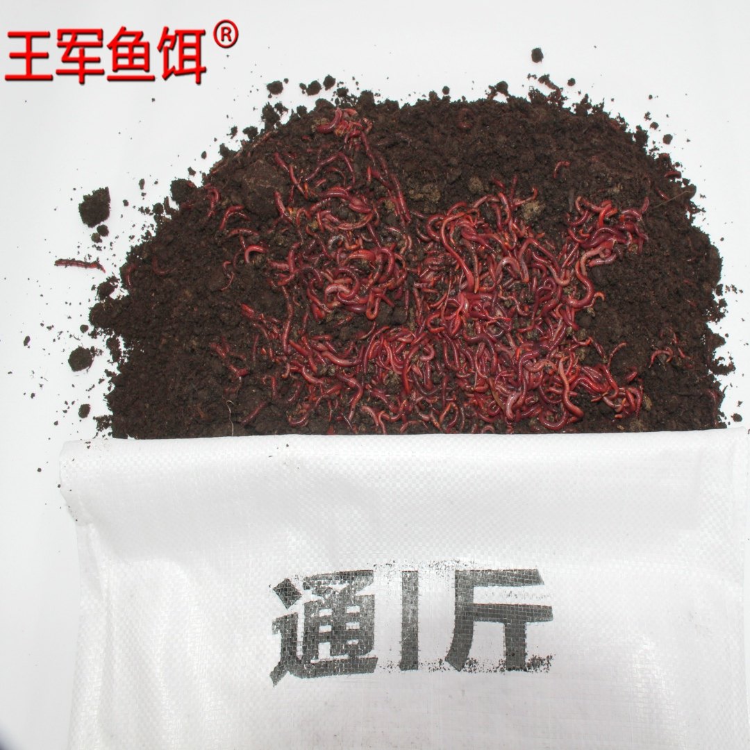蚯蚓活饵活体鲜活钓鱼鱼饵红蚯蚓散装盒装黄鳝饵料黑蚯蚓红虫王军,淘宝优惠券,粉丝福利购,淘宝优惠卷