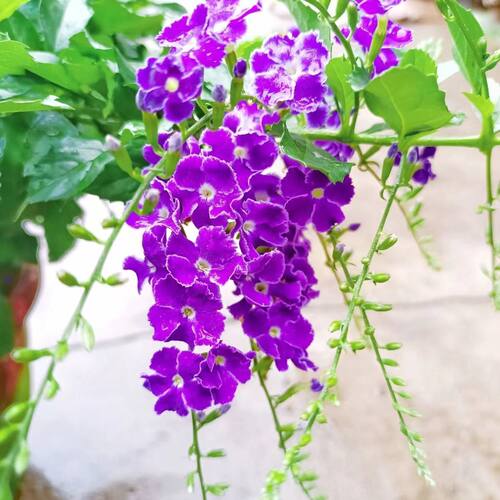 巧克力花紫色蕾丝金露花懒人盆栽独杆棒棒糖阳台假连翘耐热四季 - 图3