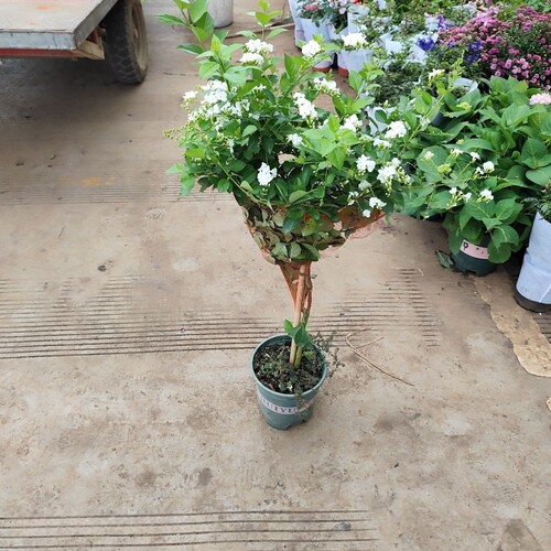 巧克力花紫色蕾丝金露花懒人盆栽独杆棒棒糖阳台假连翘耐热四季 - 图2