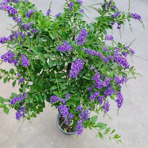 巧克力花紫色蕾丝金露花懒人盆栽独杆棒棒糖阳台假连翘耐热四季 - 图0