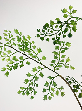 斑驳陆离热带仿真绿植铁线莲