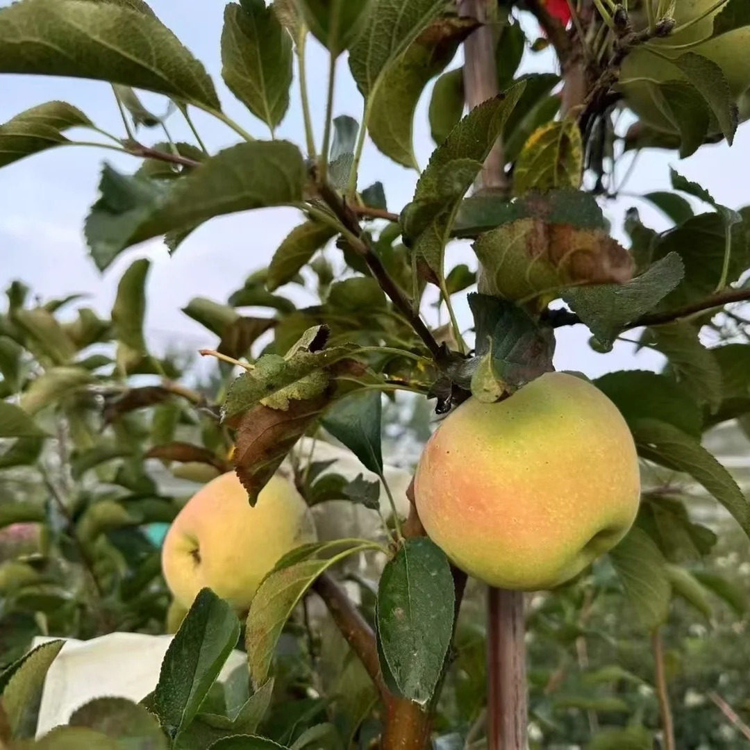 嫁接明月苹果树苗晚熟脆甜耐寒名月青森水蜜桃苹果苗北方南方种植-图0