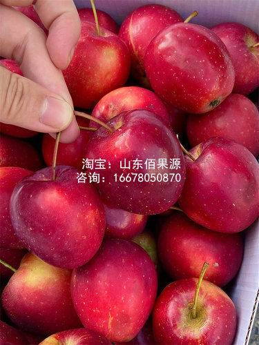 耐寒果树鸡心果小苹果树苗海棠果花红果树冬红果树苗南方北方种植 - 图1