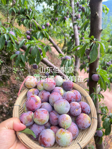 脆红李树苗脱骨脆甜青脆李子苗嫁接南方北方种植阳台盆栽庭院地栽 - 图2