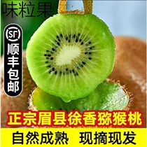Shaanxi Brow County Xu Xiangqi Exotic Fruits Fresh Chic Fruits Exotic Fruits Pregnant Fruits When the Season Full Box of Authentic Sweet Ready-to-eat