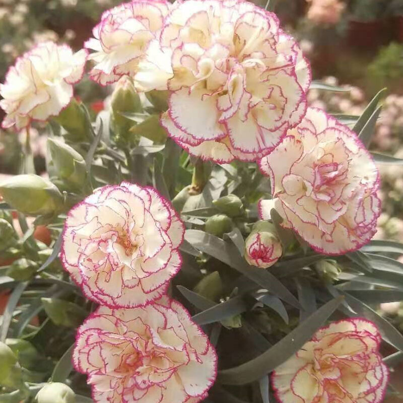 云南直发康乃馨花苗小苗10棵装四季开花室内盆栽阳台植物易活花卉