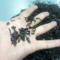 New Fujian Zhangpu Second Water Short Broken Purple Vegetable Dry Goods No Sand Free Wash Purple Vegetable Soup Wonton Filling Special 500g