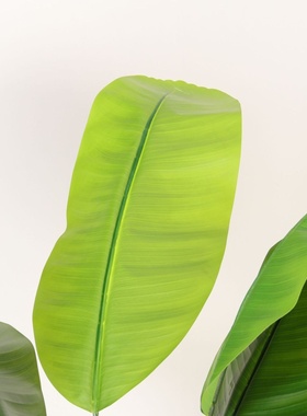 仿真植物旅人蕉假绿植盆栽大型家居室内客厅落地装饰摆件橱窗造景