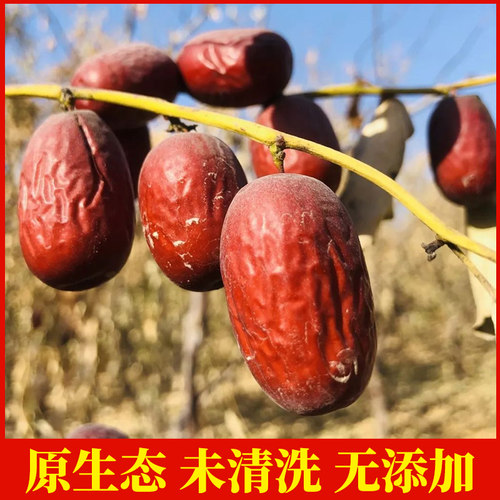 原生态若羌灰枣特大未清洗土灰枣新枣5斤装灰枣干货红枣特产新货 - 图0