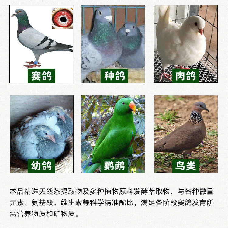 西农之光赛鸽零食茶多酚全矿素鸟信鸽保健砂鸽子专用用具用品大全,淘宝优惠券,粉丝福利购,淘宝优惠卷