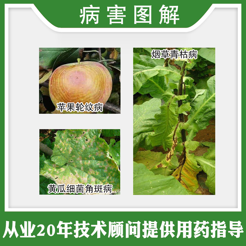 凯立克康中生菌素 3%细菌性角斑病轮纹病青枯病农药杀菌剂18-100g - 图2