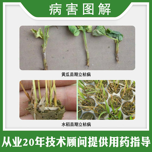沪联上苗清 上苗青30%甲霜噁霉灵恶霉灵立枯病根腐病枯萎病杀菌剂 - 图1