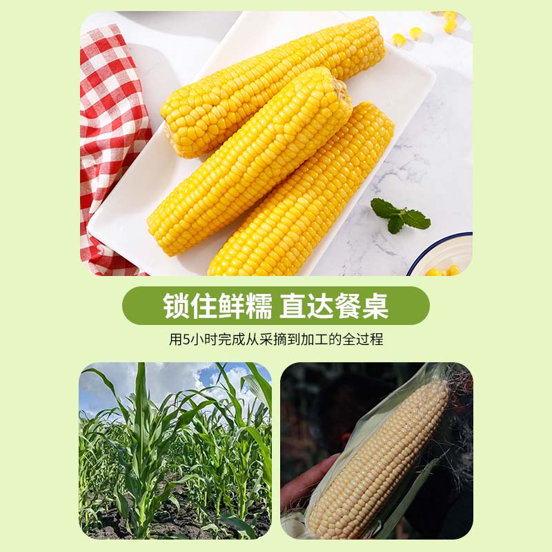 2024头茬东北新鲜甜糯玉米真空包装整箱黄糯玉米棒加热即食