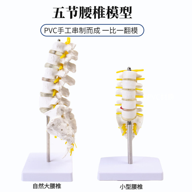 One-to-one human lumbar structure anatomical model
