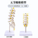 One-to-one human lumbar structure anatomical model