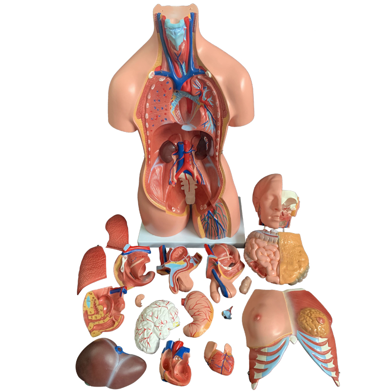 人体器官结构解剖模型全身内脏大脑心脏躯干模特教学医学儿童拼图-图3