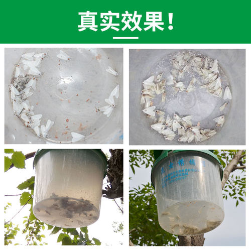 中捷四方诱尔美国白蛾性诱剂诱芯诱捕器林业害虫 - 图2