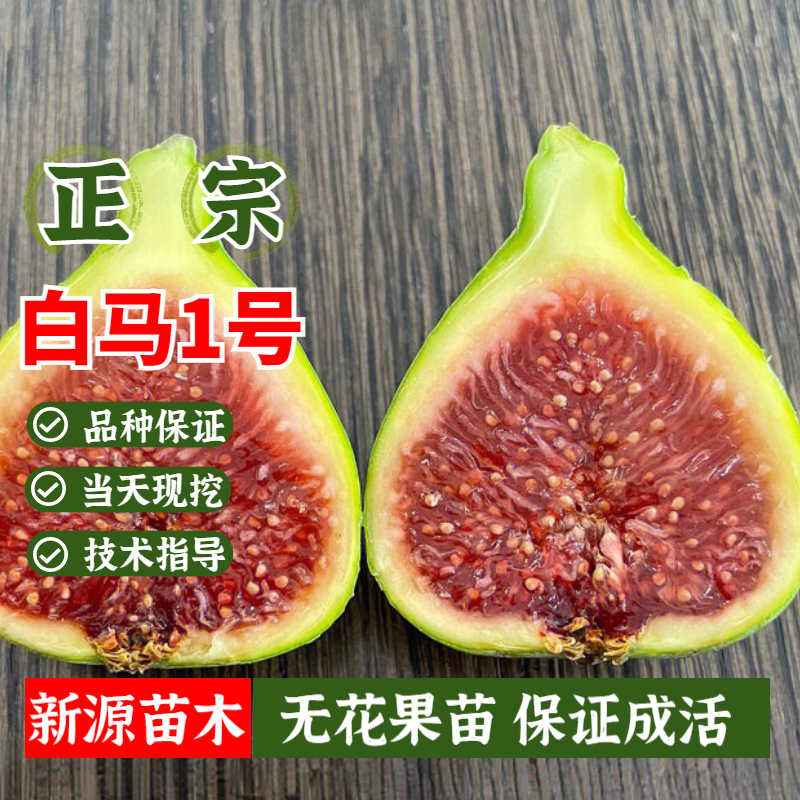 白无花果树 Top 59件白无花果树 22年12月更新 Taobao