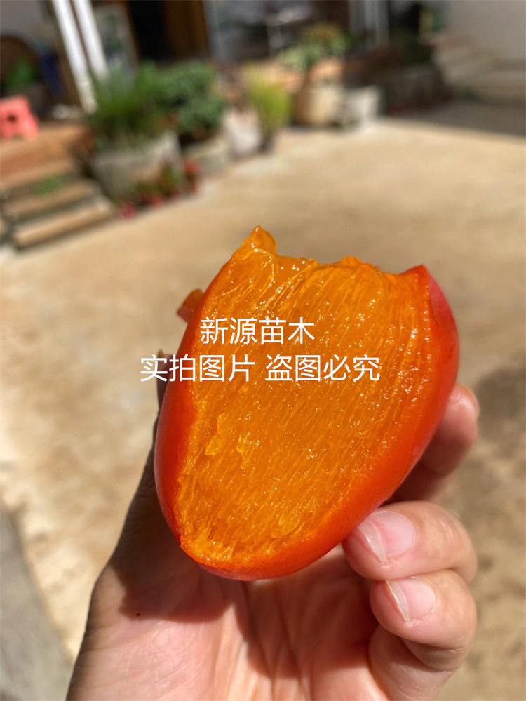 无核鸡心柿子树苗南北方嫁接小果火晶软甜柿子苗庭院地栽当年结果 - 图0