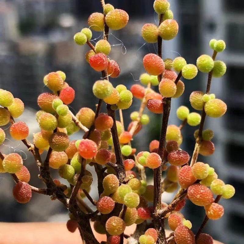 密叶糖球枝干番杏多肉植物室内稀有花卉小盆栽群生老桩糖果高档 - 图0